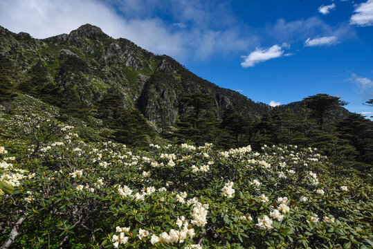 苍山花海