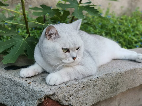 猫咪银渐层