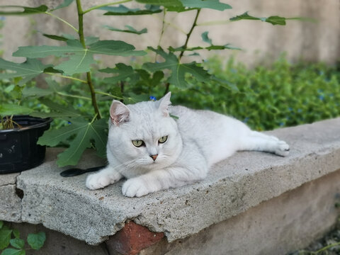 胖猫大银