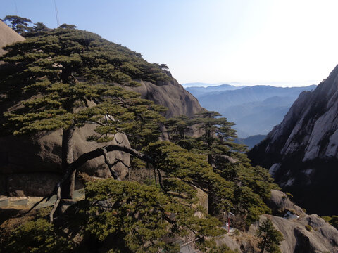 黄山迎客松的秋天