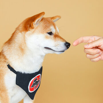 宠物狗柴犬豆柴黄色柴犬