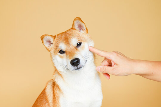 宠物狗柴犬豆柴黄色柴犬