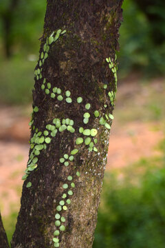 树苔藓