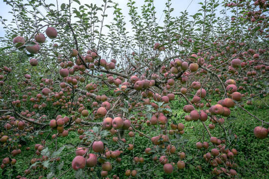 红苹果挂满枝头