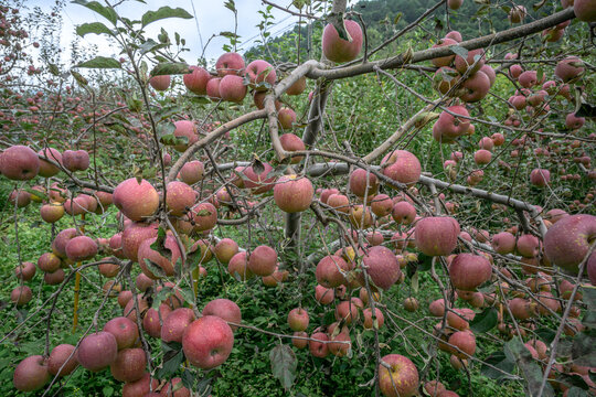 红苹果挂满枝头