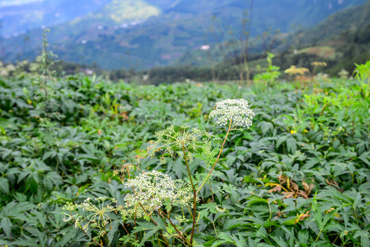 汉源坭美中药材种植基地