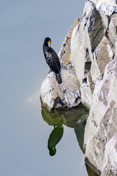湖边岩石上的野生鱼鹰