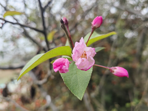 小野花高清特写