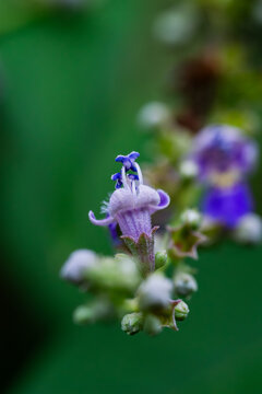 紫花