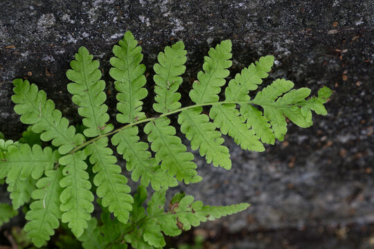 蕨类植物