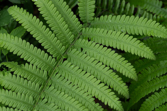 蕨类植物叶子