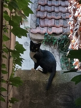 黑猫踏雪