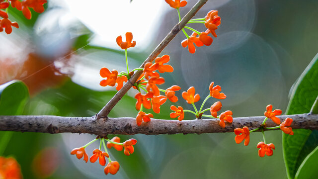 桂花