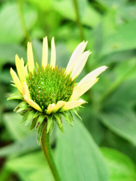 紫松果菊