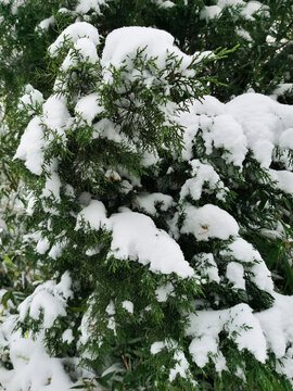 雪中松树