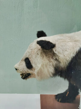 熊猫标本