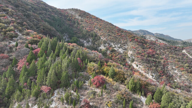 淄博博山白石洞红叶