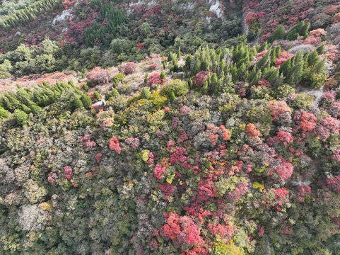 淄博博山白石洞红叶