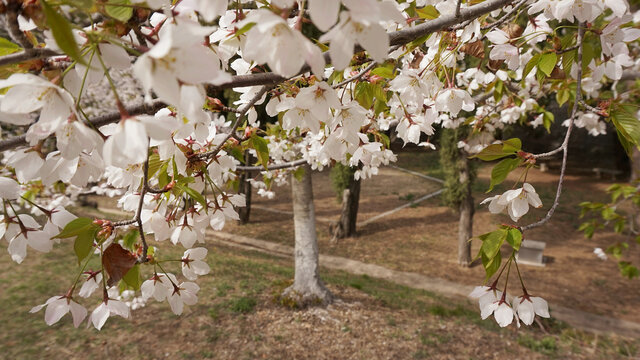 樱花林