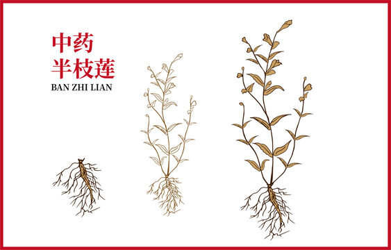 半枝蓮