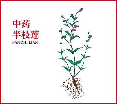 半枝蓮