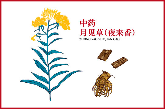 月見(jiàn)草