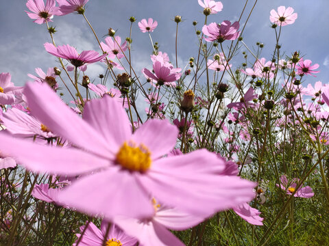 格桑花