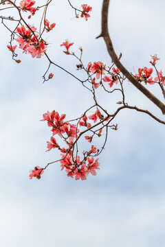 杜鹃花映山红