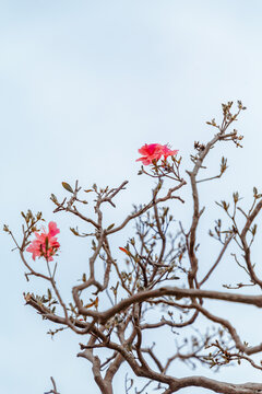 杜鹃花映山红