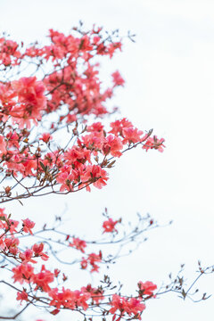 杜鹃花映山红