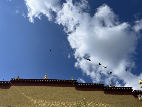 松赞林寺上空的红嘴山鸦