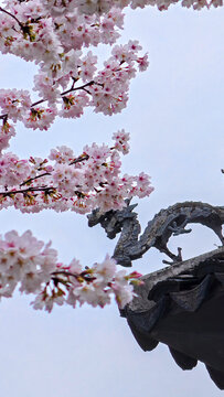 日本樱花