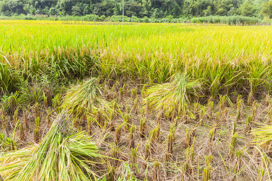 人工收割水稻场景