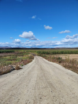 高粱田间土路公路