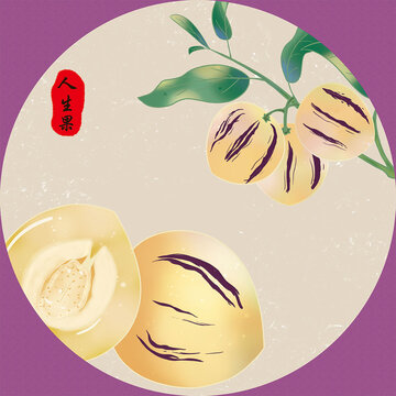 人生果插畫(huà)