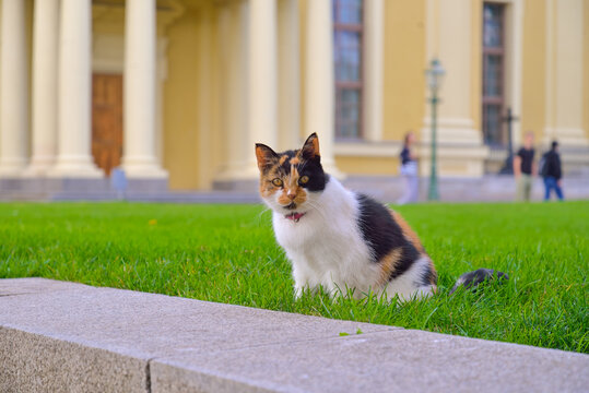 彼得保罗要塞的猫