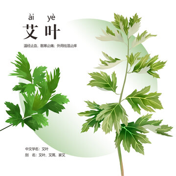 艾草插畫
