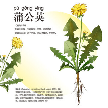 蒲公英插畫(huà)