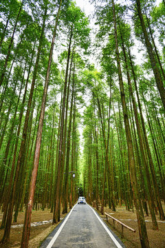 山王坪水杉林自然风光