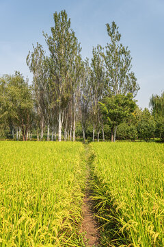 稻田小路自然风光