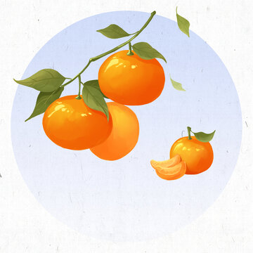 柑橘小寒24节气插画