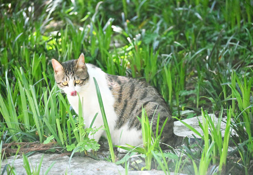 野猫