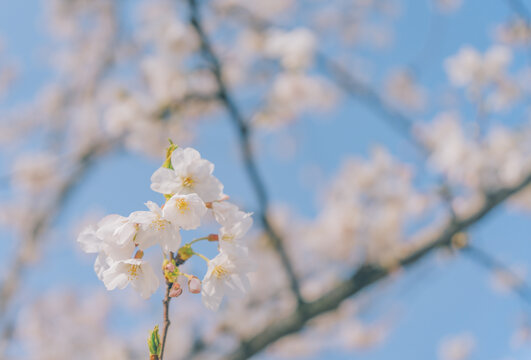 上海世博文化公园蓝天下的樱花