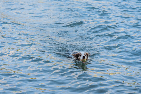 一只叼着球在水中游泳的狗