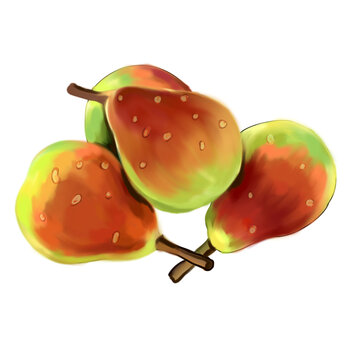 紅香梨插畫