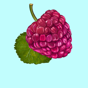 野生草莓插畫