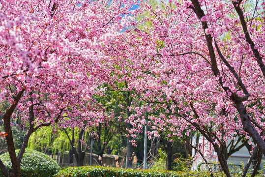 桃花林