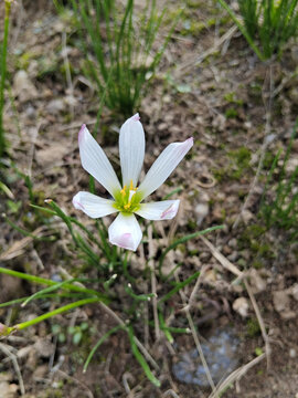 白色小花