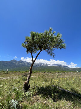 草原上的小树