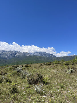 高山草甸